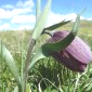 Fritillaria tubiformis -Valdrôme.