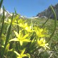 Gagea fragifera - Valdrôme.