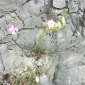 Dipcadi serotinum - Vallée de la Drôme