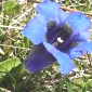 Gentiana angustifolia - Hauts-plateaux du Vercors.
