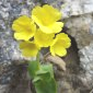 Primula lutea subsp. lutea - Hauts-plateaux du Vercors.