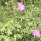 Geranium sanguineum - Pas des Econdus, Vercors.