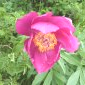 Paeonia officinalis ssp. huthii - Valdrôme.