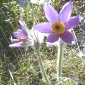 Anemone halleri - Valdrôme.