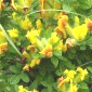 Cytisus lotoides - Barbières.