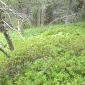 Lande à Rhododendron sous Pin à crochets et Epicéas - Montagne de Bellemotte.