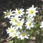 Anemone alpina ssp. alpina - Valdrôme.