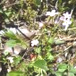 Androsace septentrionalis - Valdrôme