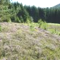 Landes du Vercors.