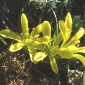 Gagea bohemica - Pierre-Aiguille, Tain l'Hermitage.
