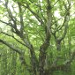 Fagus sylvatica - Ambel, Vercors.